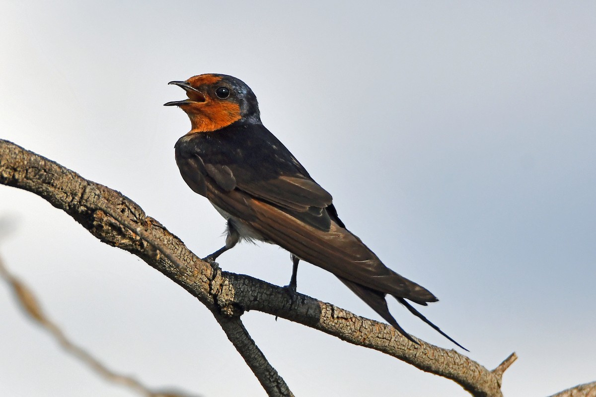 Welcome Swallow - Peter & Shelly Watts