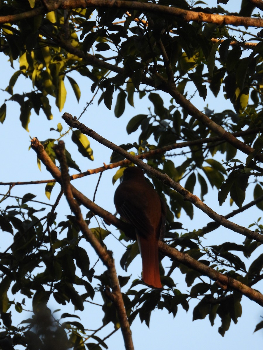 Collared Trogon - ML317112571