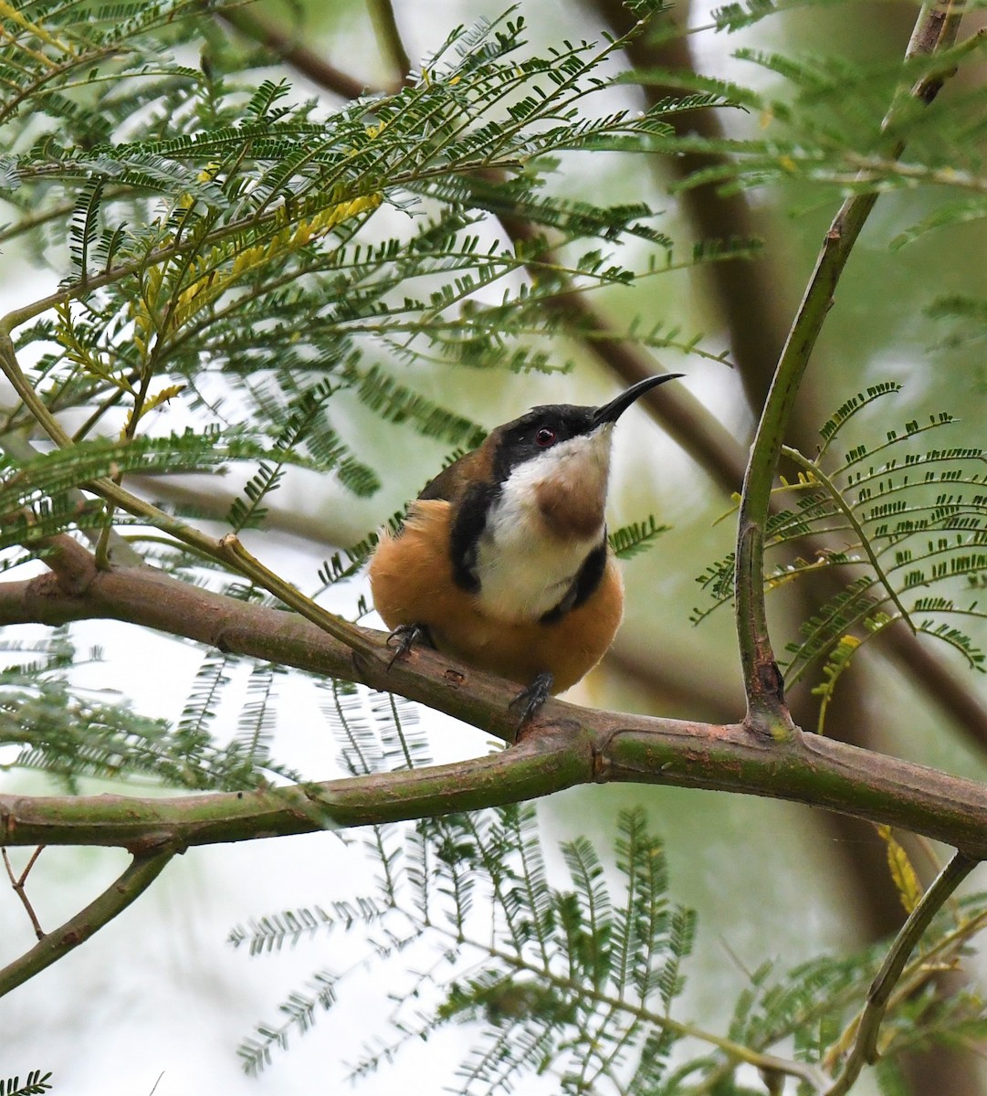 Eastern Spinebill - ML317113971