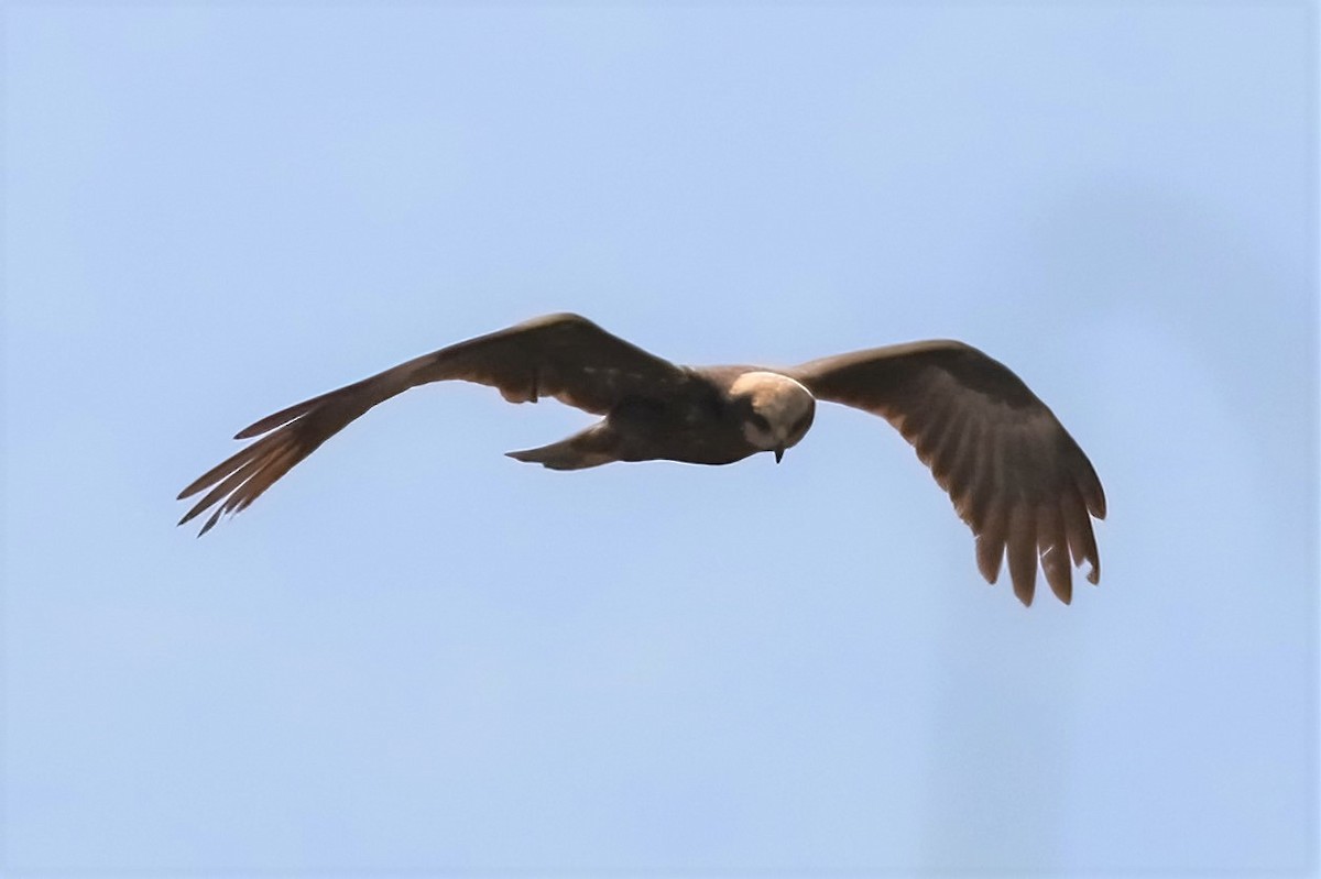 Western Marsh Harrier - ML317115611