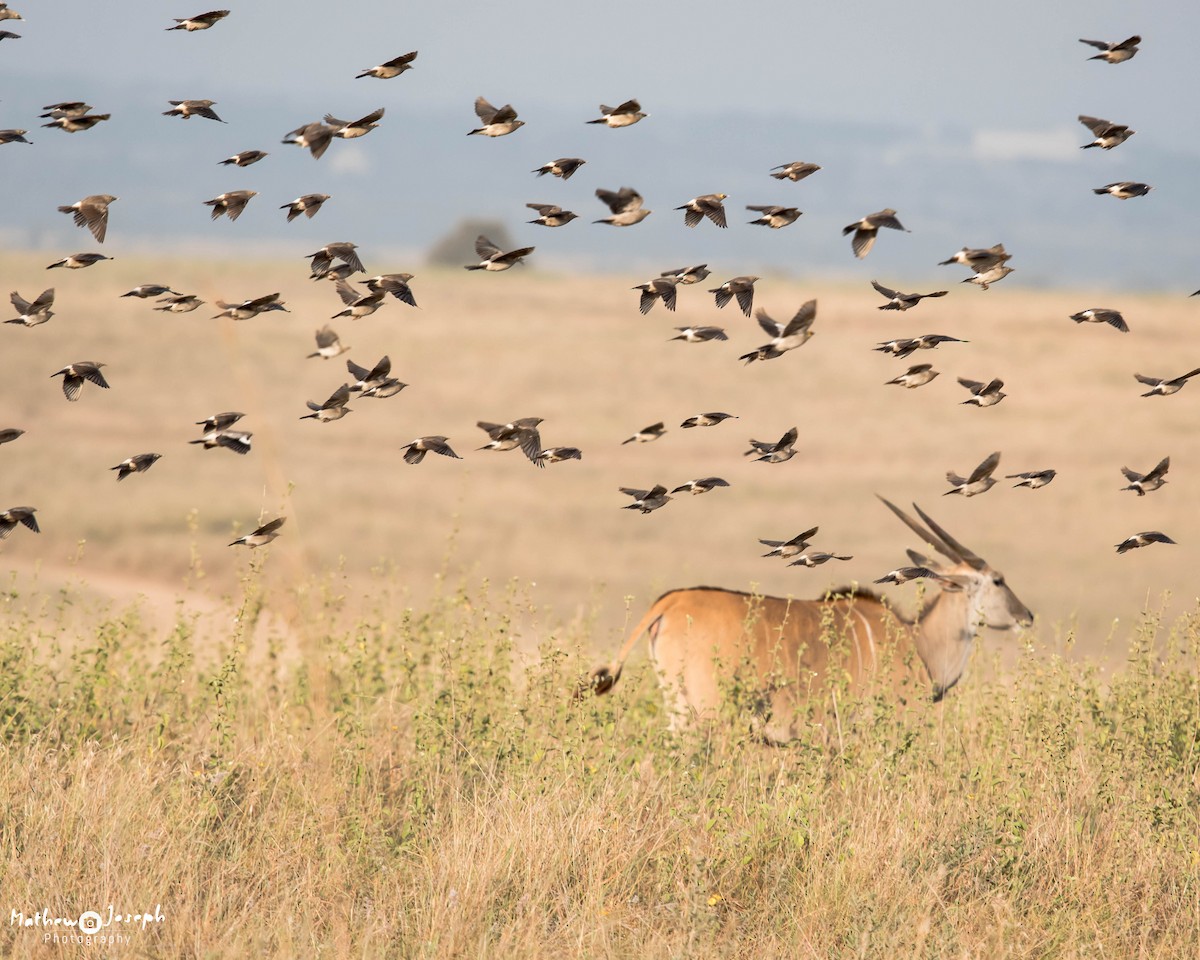 Wattled Starling - ML31711651