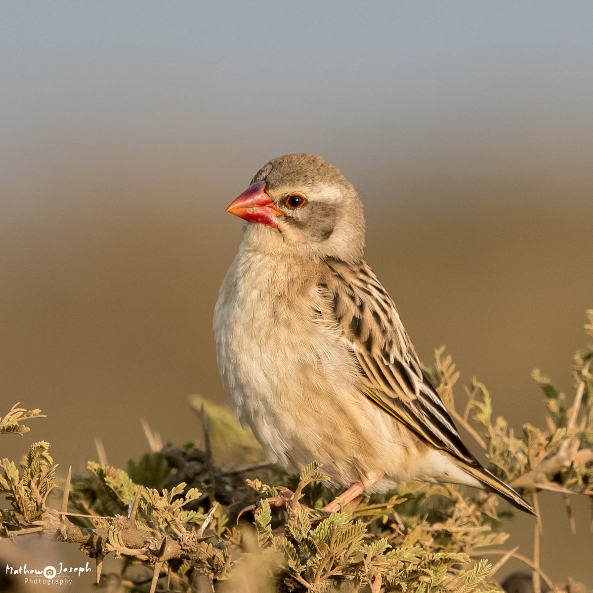 Red-billed Quelea - ML31711731