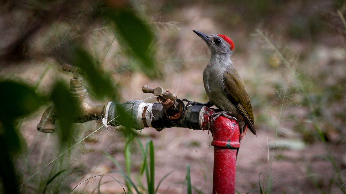 African Gray Woodpecker - ML317117831