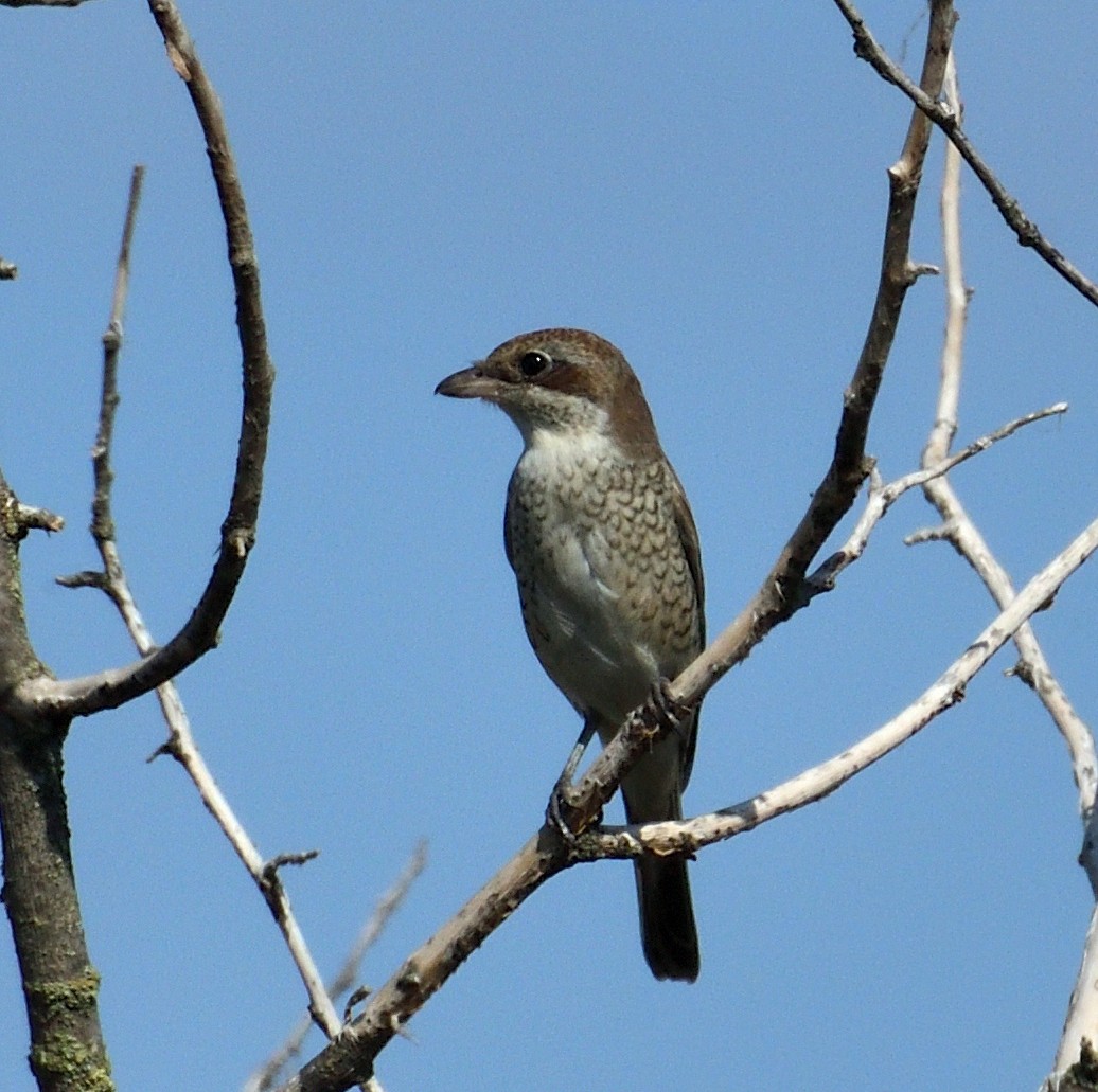 ťuhýk obecný - ML317117901