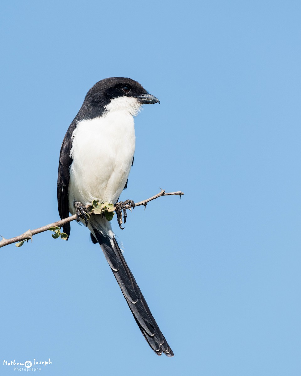 Long-tailed Fiscal - ML31711861