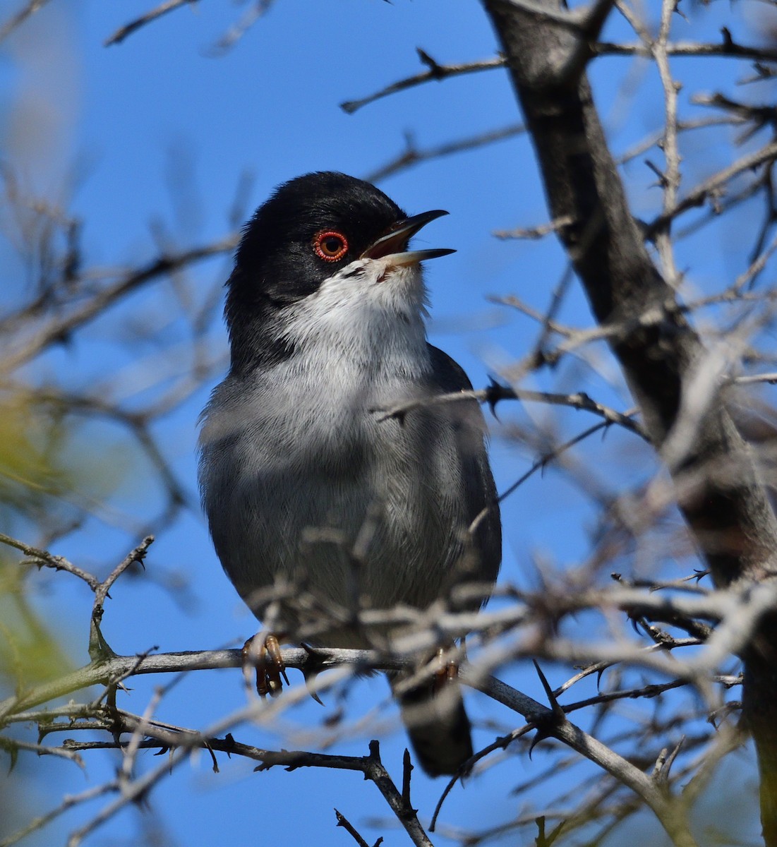 Occhiocotto - ML317118871