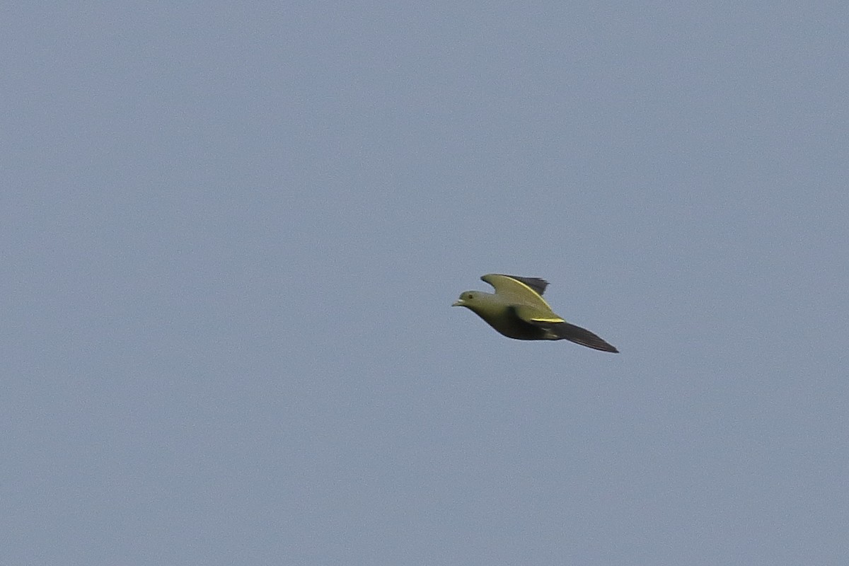 Orange-breasted Green-Pigeon - Harshith JV