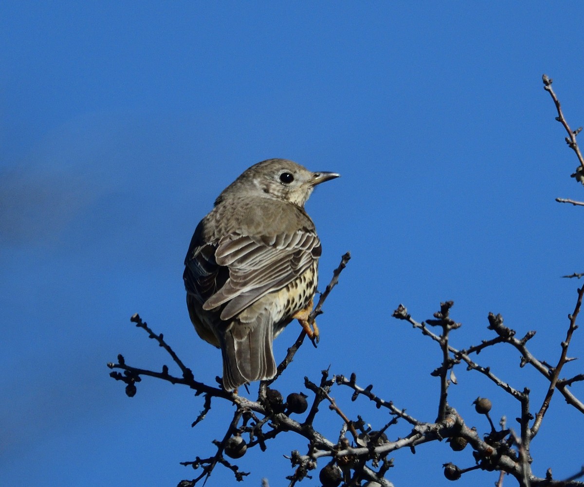 Tordela - ML317119721