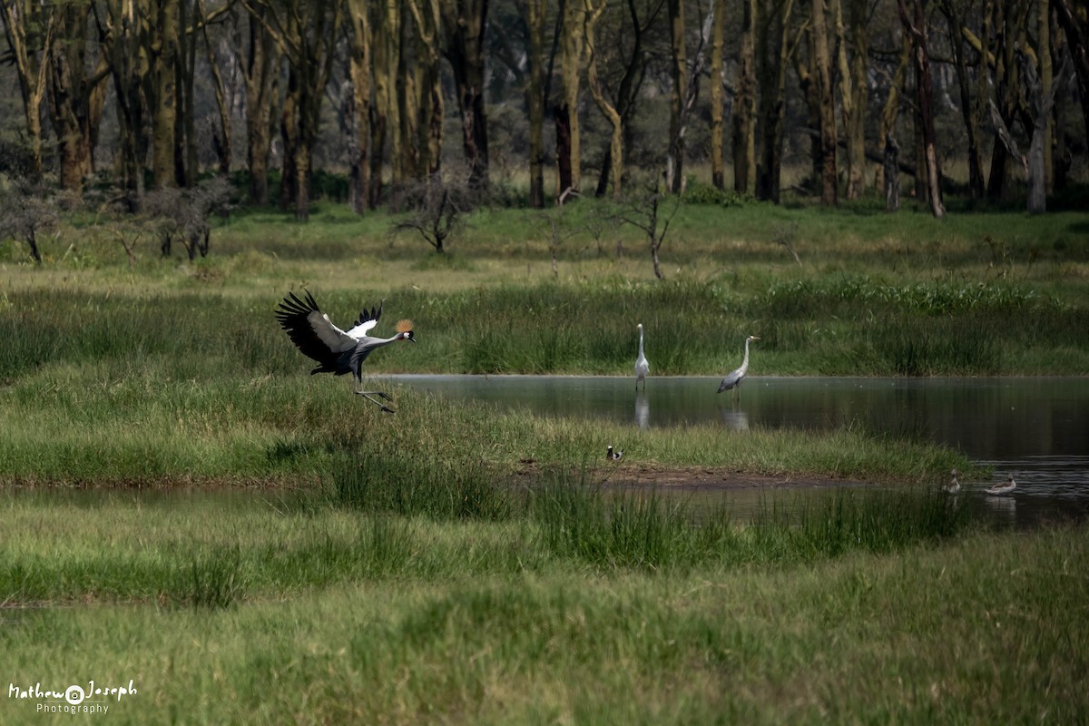 Gray Crowned-Crane - ML31711991