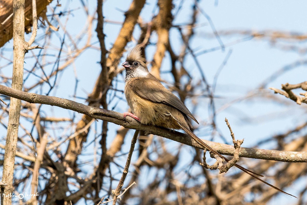 Speckled Mousebird - ML31712061