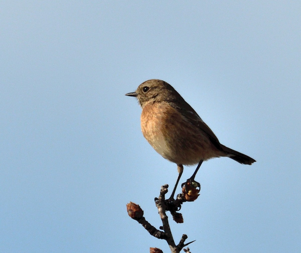 bramborníček černohlavý - ML317121031