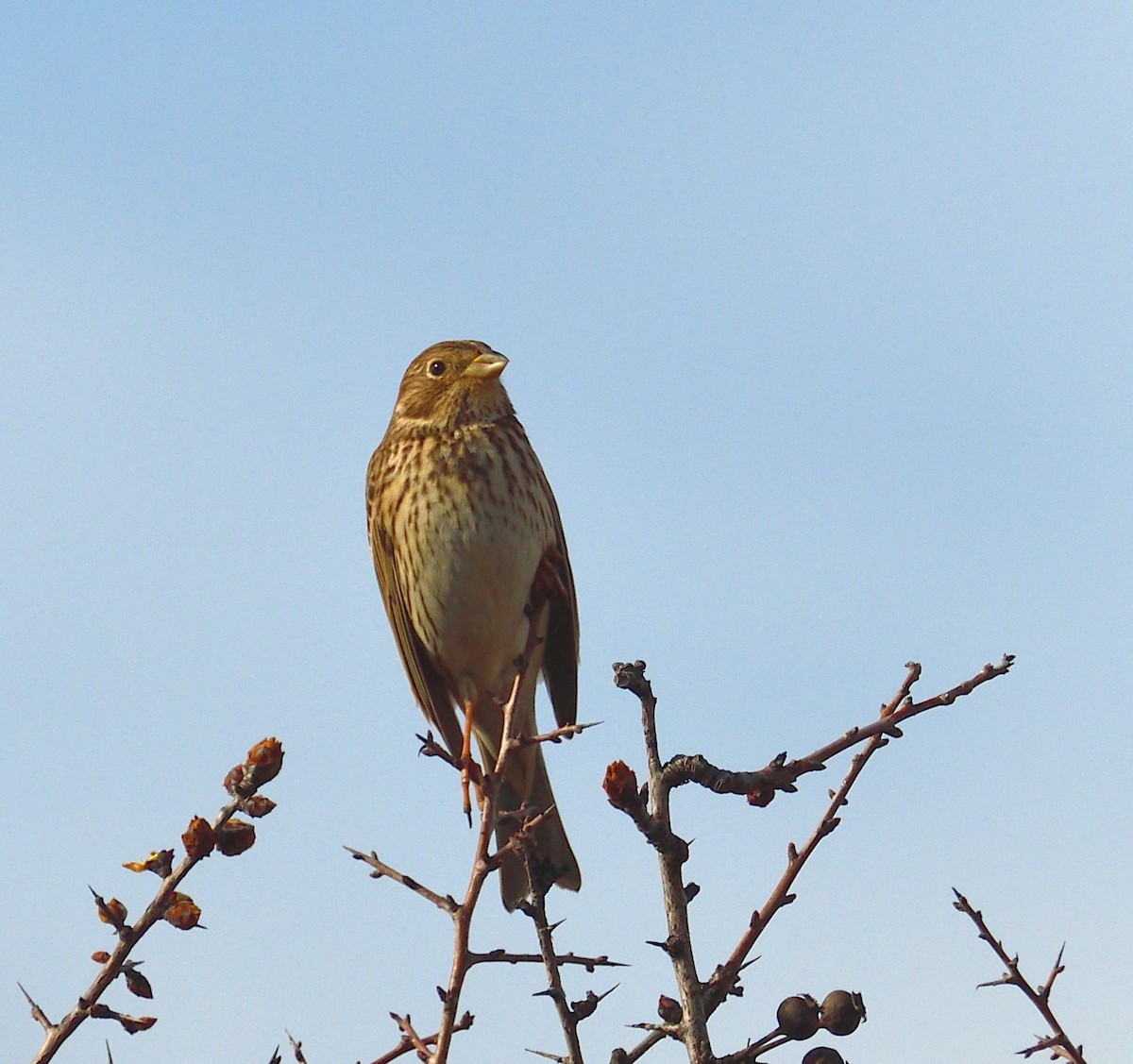 Strillozzo - ML317121051