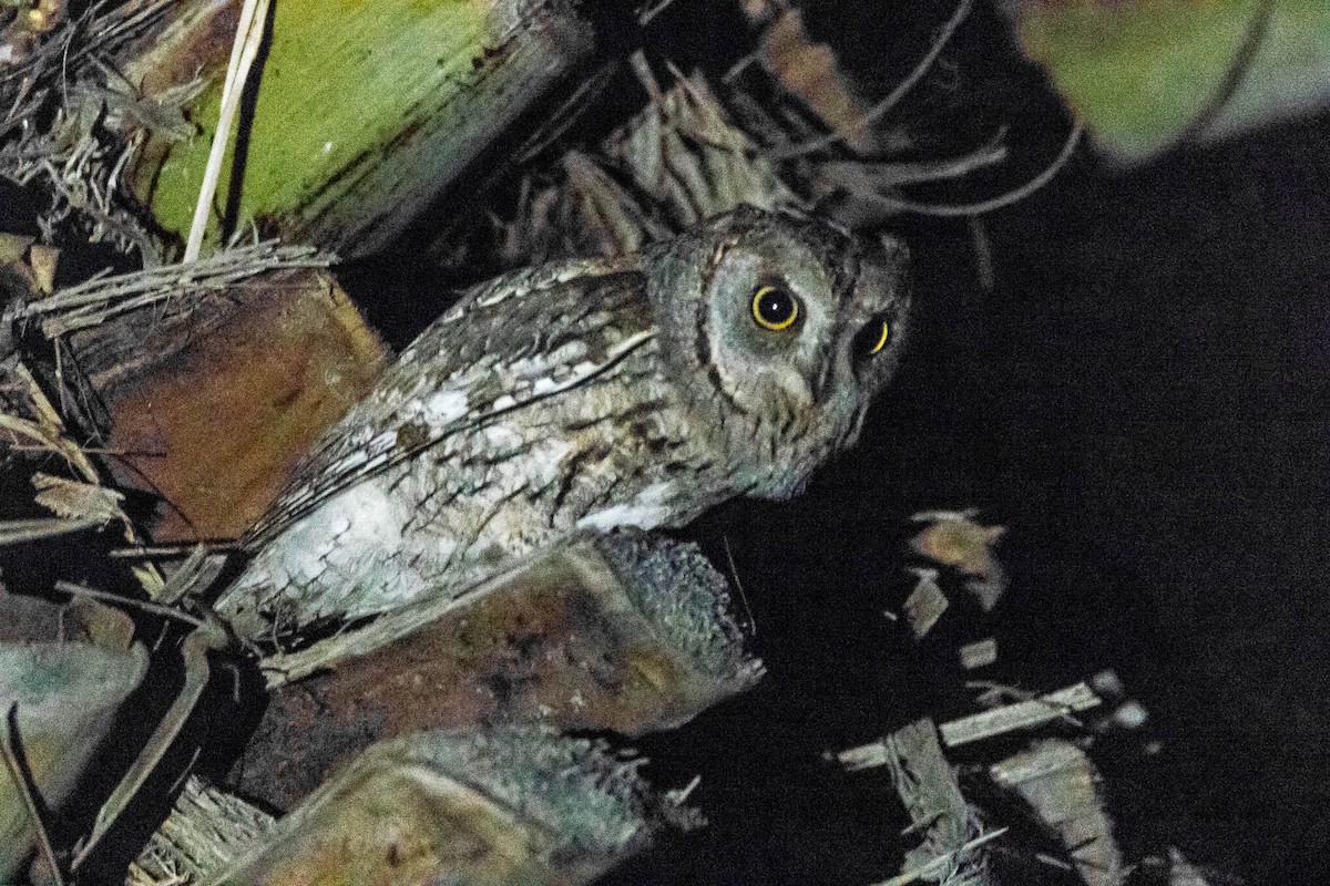 Eurasian Scops-Owl - ML317121761