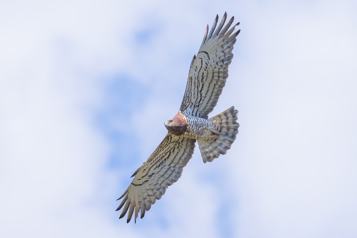 Short-toed Snake-Eagle - ML317121801