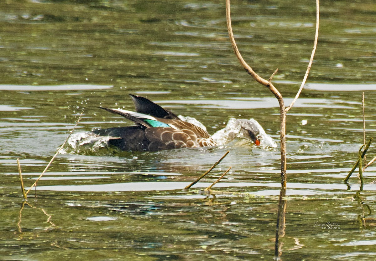 Canard à bec tacheté - ML317121811