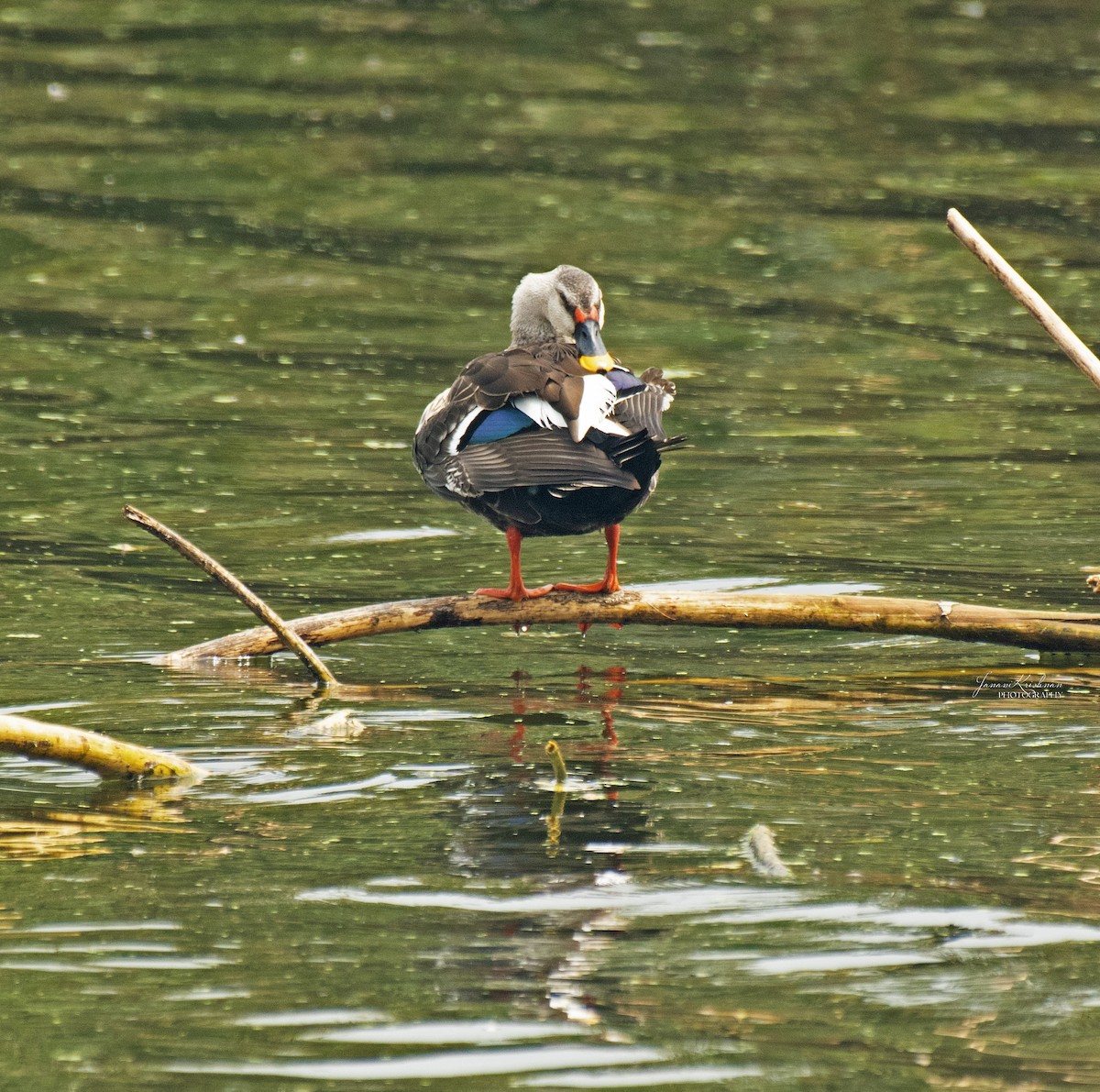 Canard à bec tacheté - ML317121821