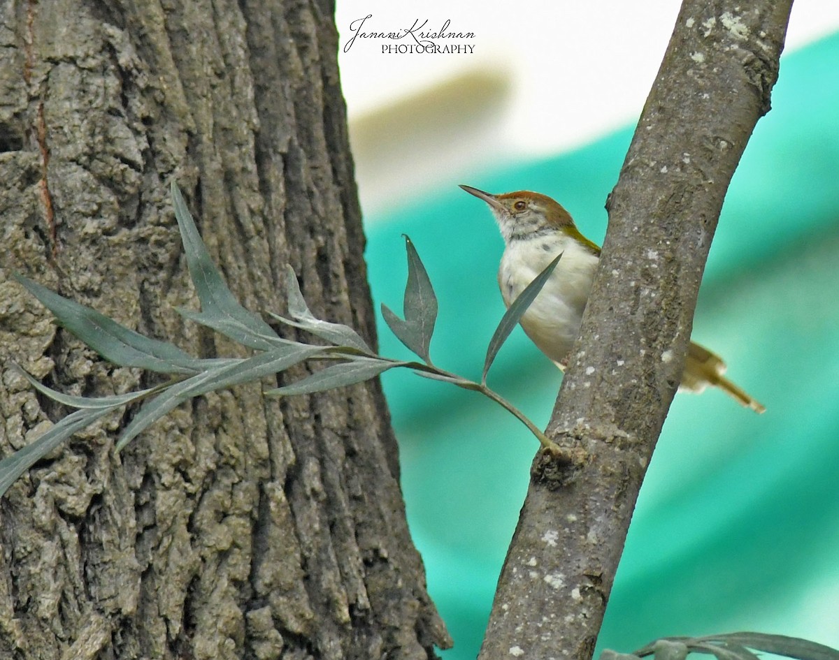 Common Tailorbird - ML317122351