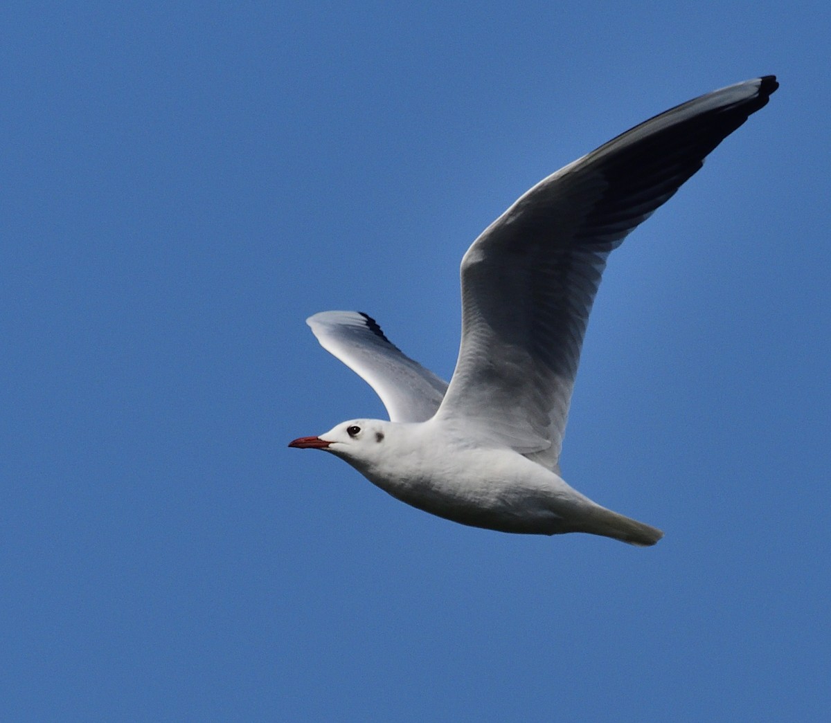 Black-headed Gull - Theodosis Mamais