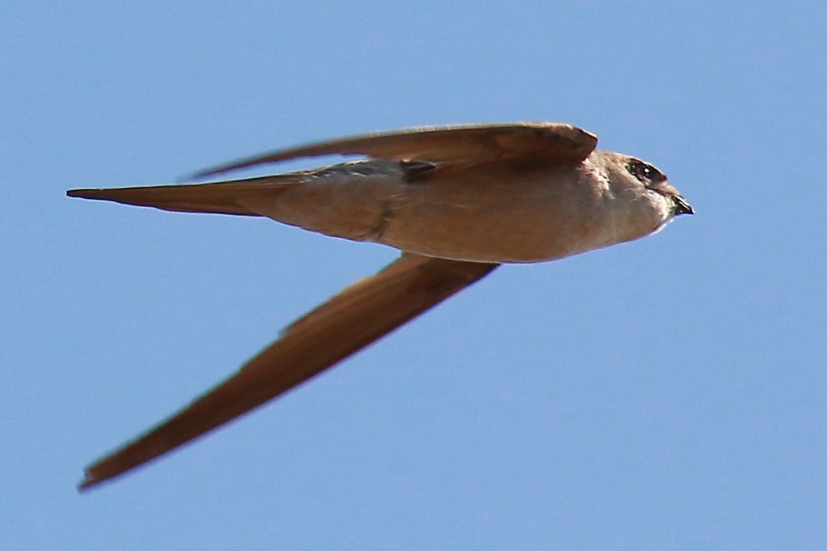 Asian Palm Swift - ML317123991