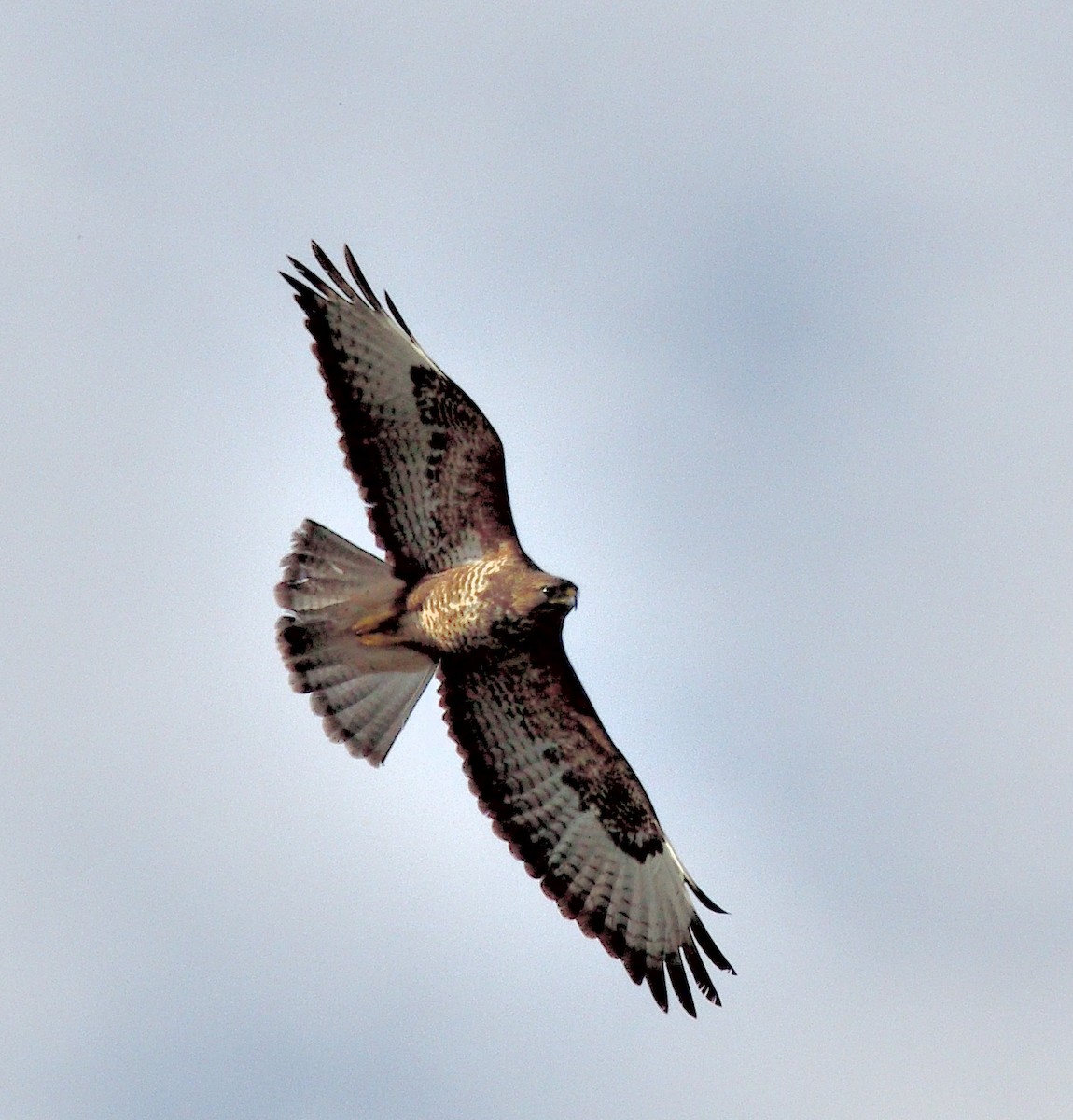 Poiana - ML317124831