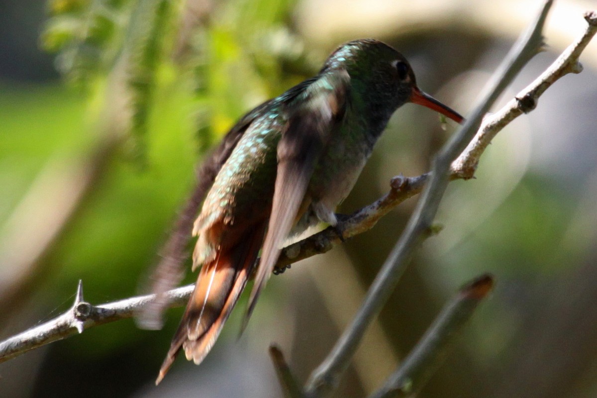 Buff-bellied Hummingbird - ML317125591