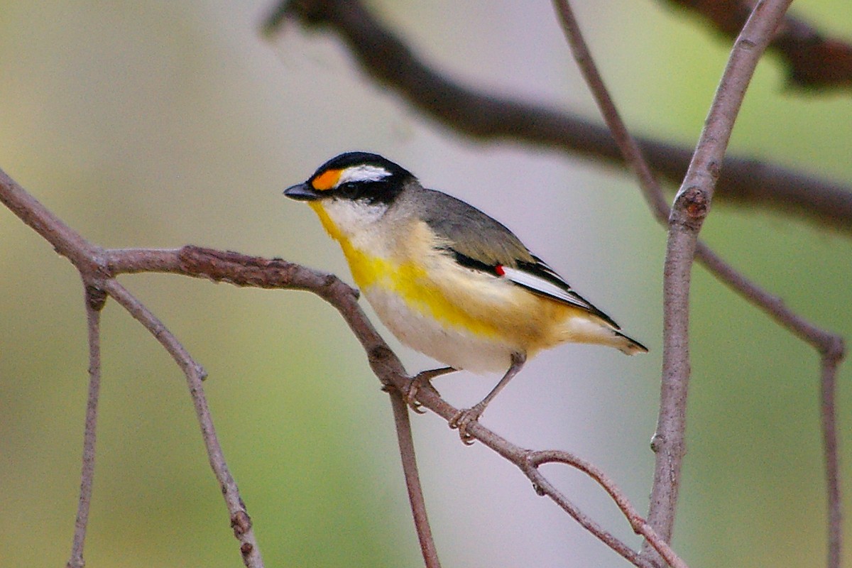 Striated Pardalote (Black-headed) - ML317128251