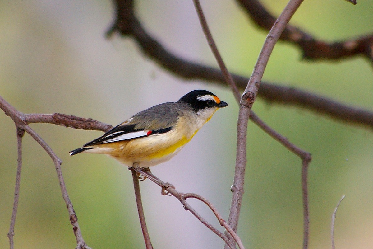 Striated Pardalote (Black-headed) - ML317128271