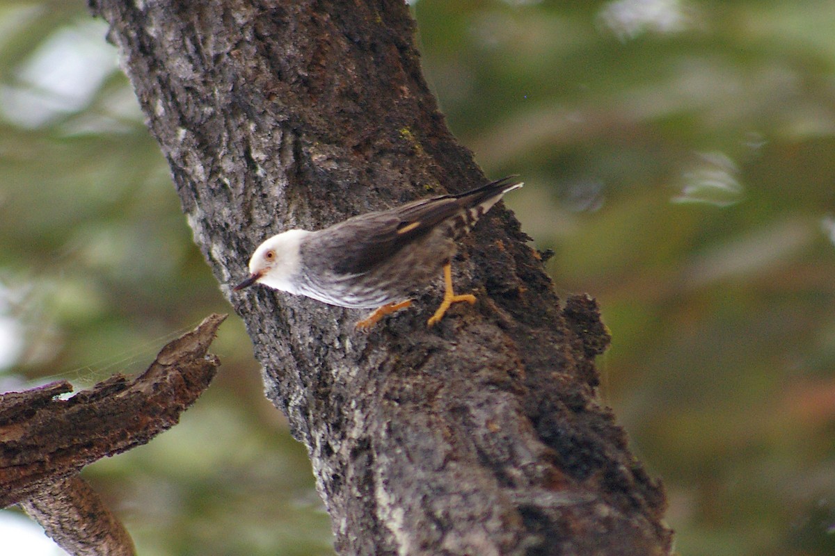 Varied Sittella (White-headed) - ML317128391