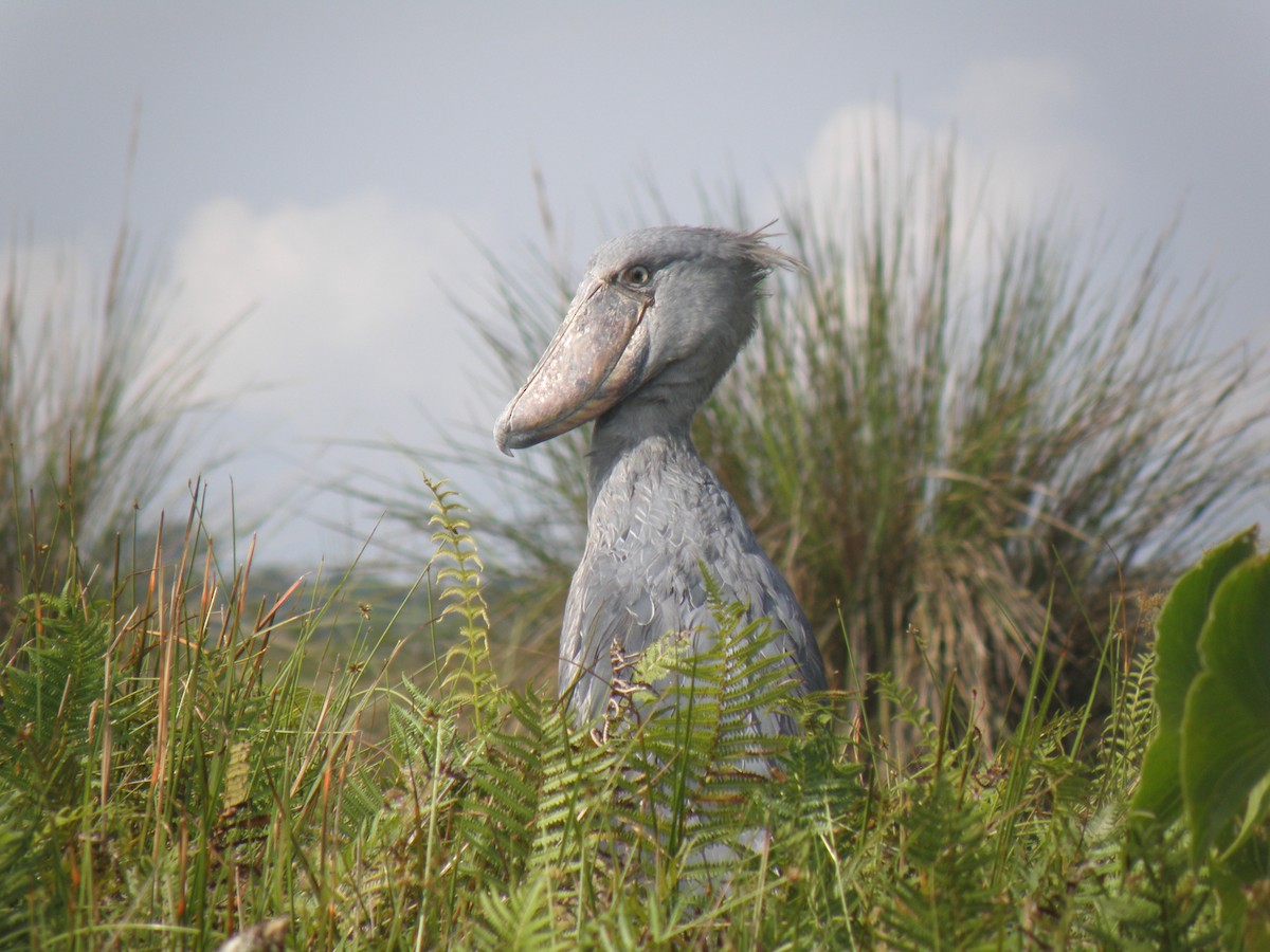 člunozobec africký - ML317128401