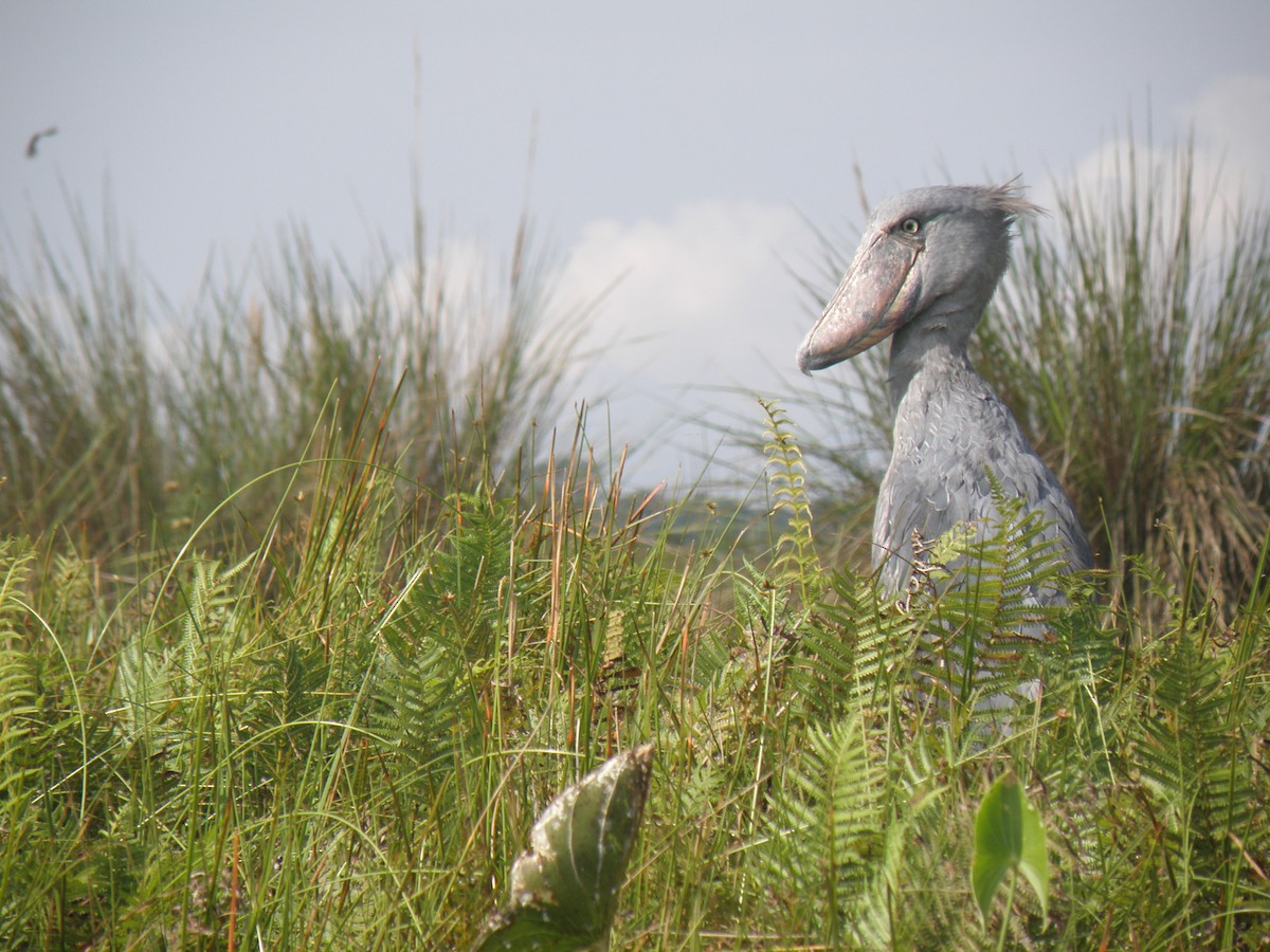 člunozobec africký - ML317128421