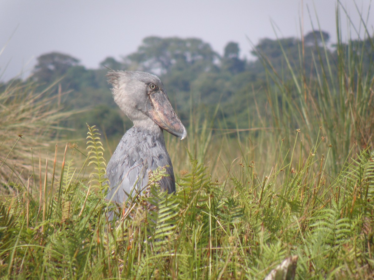 člunozobec africký - ML317128451