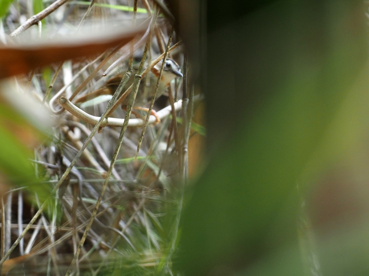 Rufous-throated Fulvetta - ML317128731