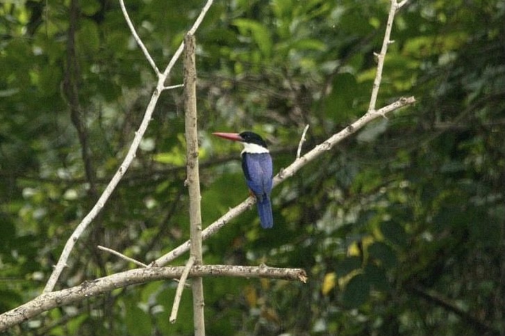 Black-capped Kingfisher - ML317129131