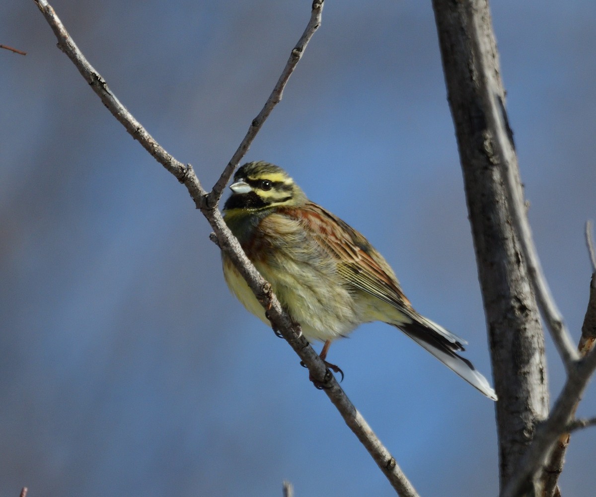 strnad cvrčivý - ML317130241