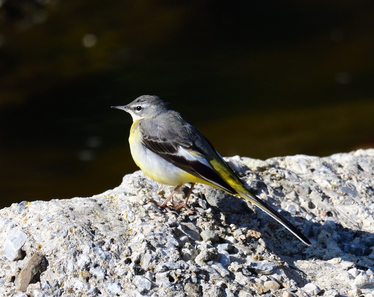 konipas horský - ML317131071