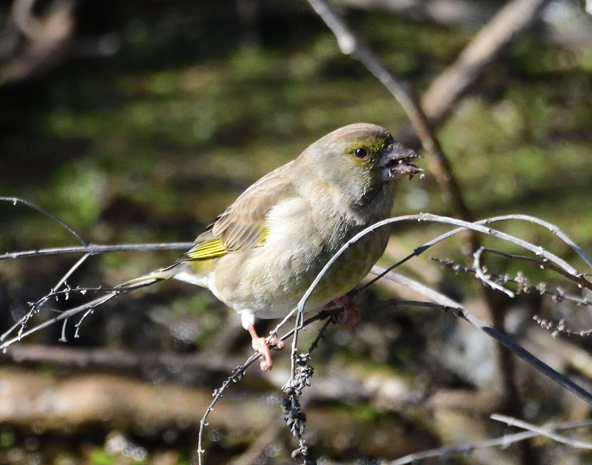 Verdone - ML317131101