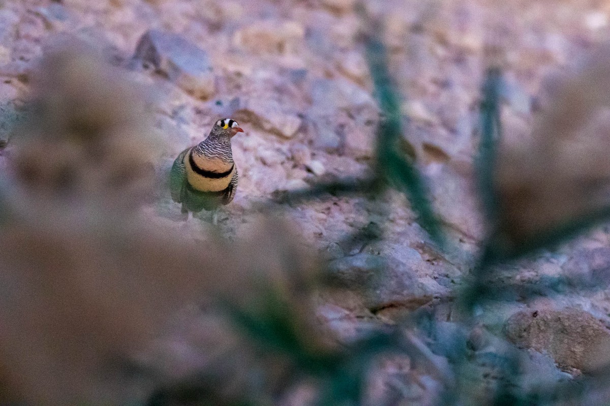 Lichtenstein's Sandgrouse - ML317131391