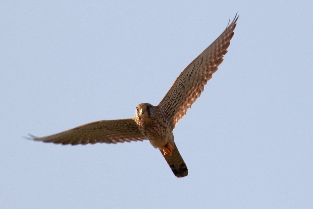 Eurasian Kestrel - Amarendra Konda