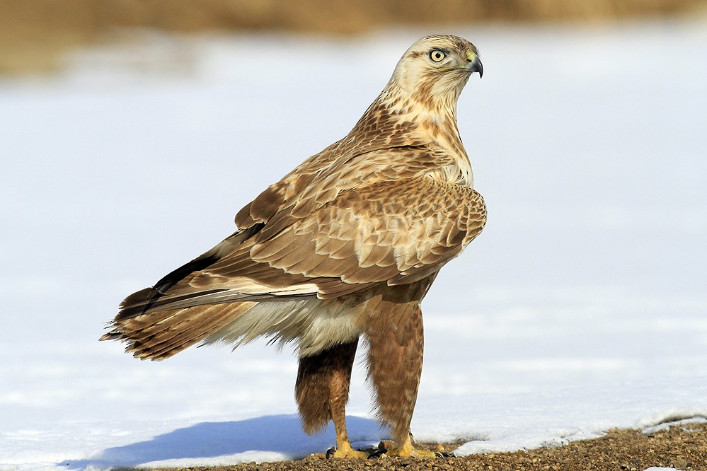 Upland Buzzard - ML317132111