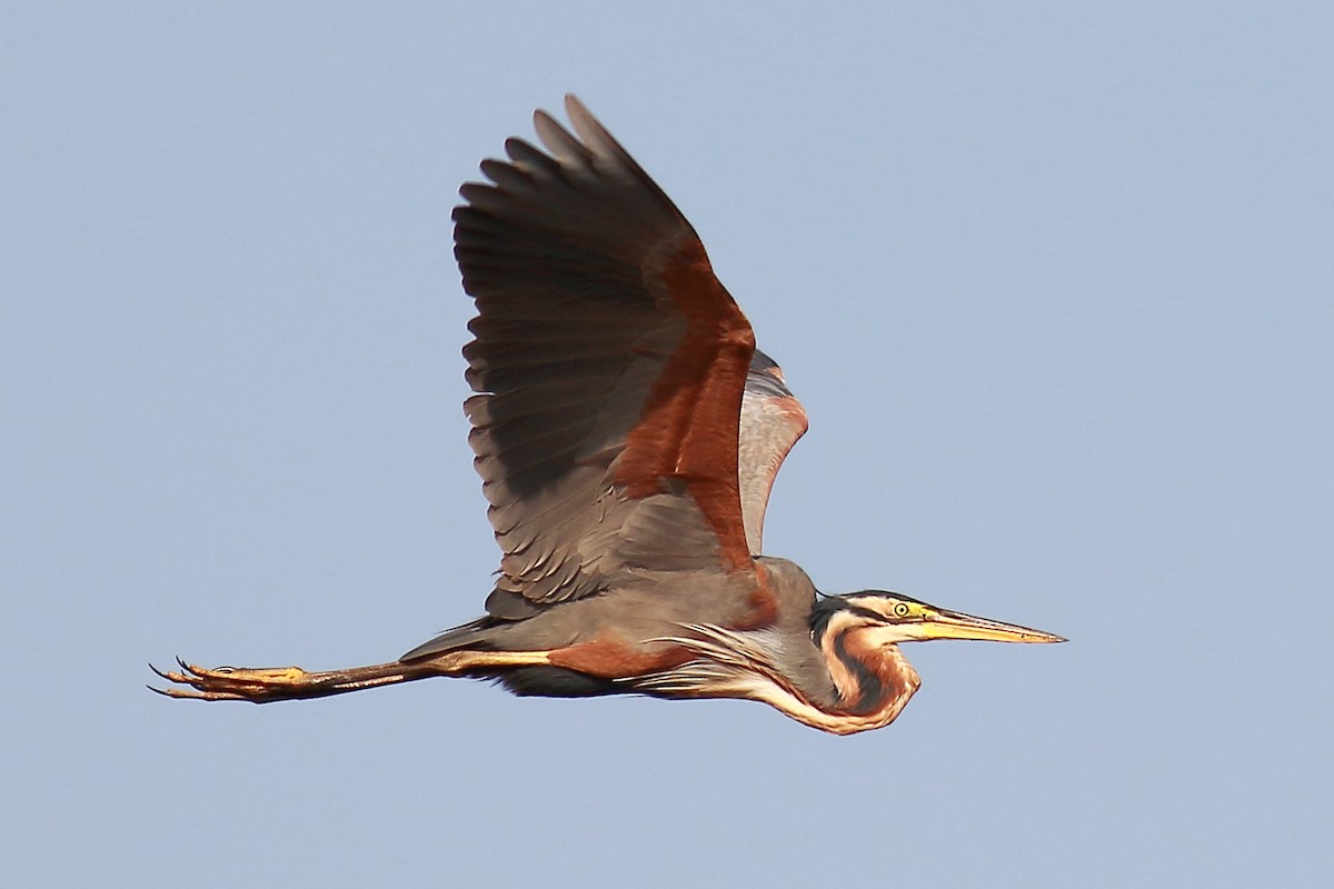 Purple Heron - Amarendra Konda