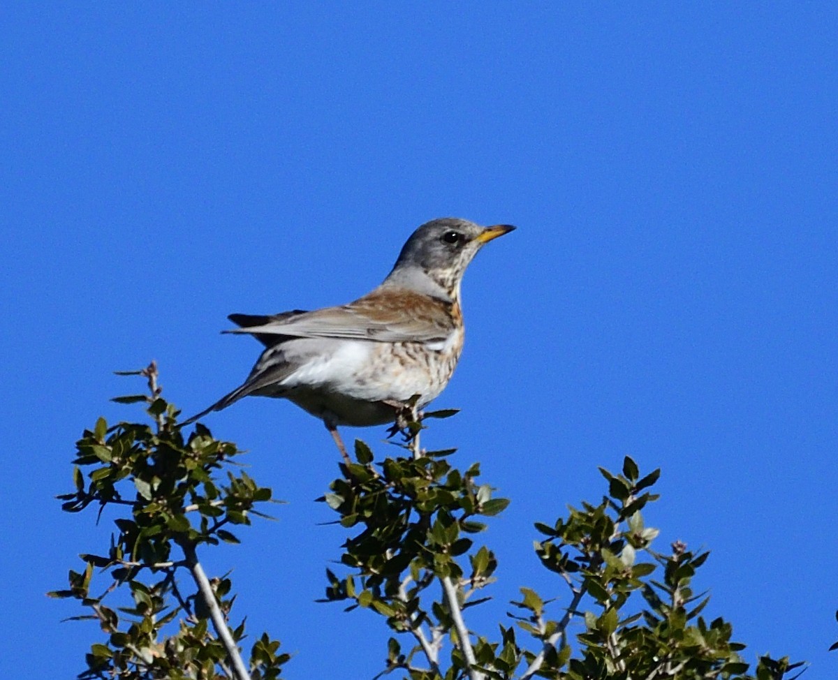 Cesena - ML317132651