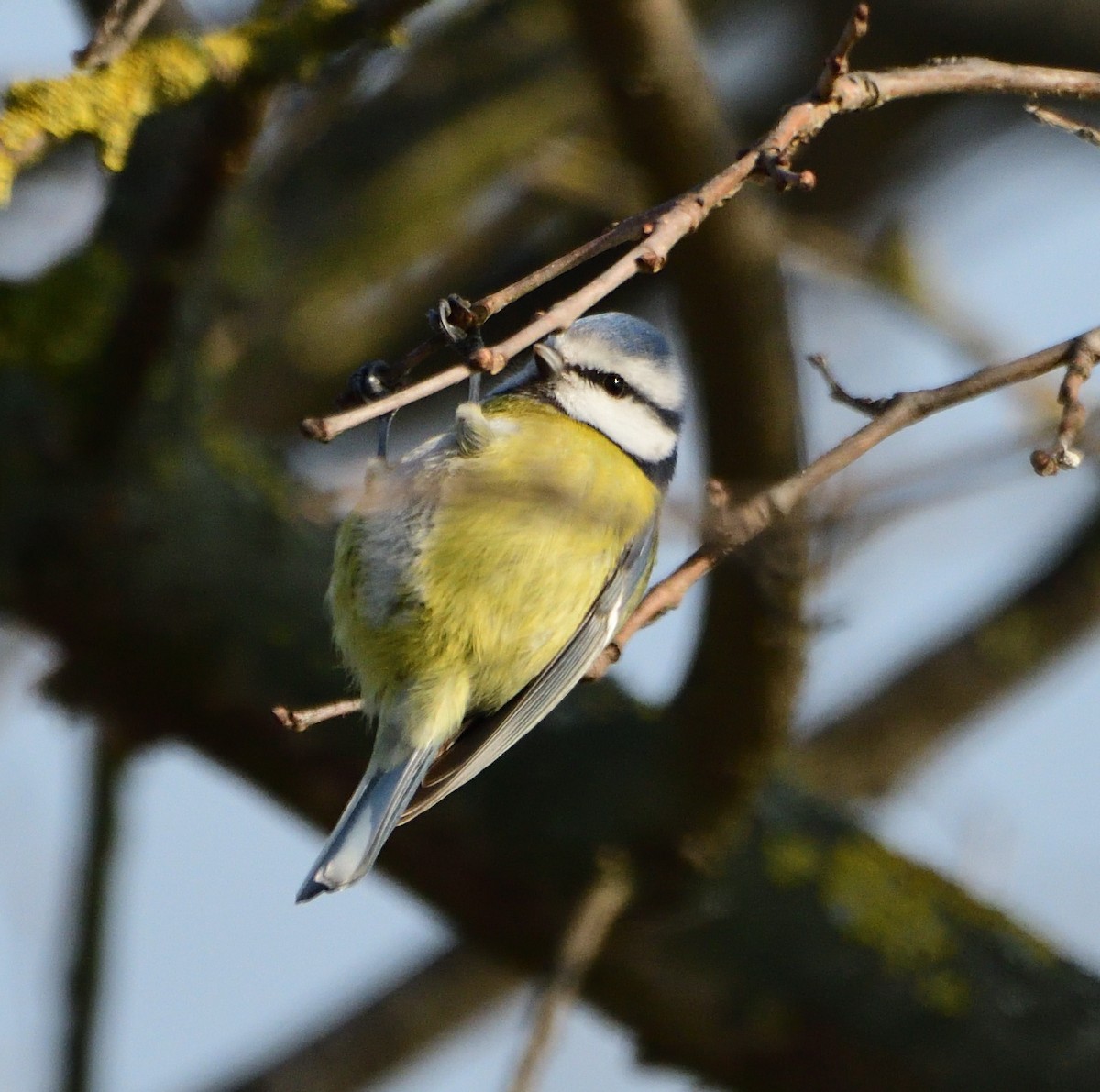 Cinciarella - ML317134691