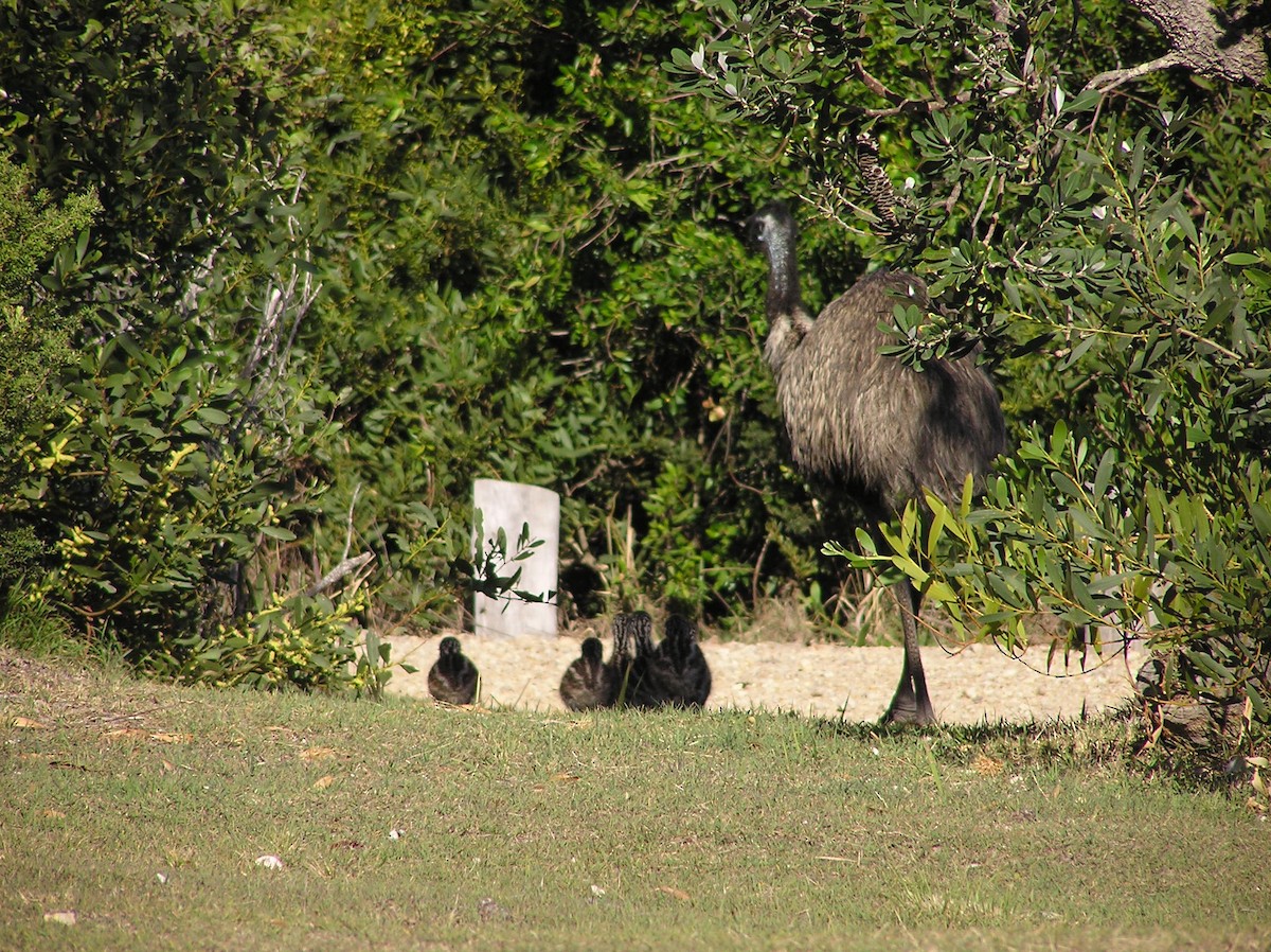 emu hnědý - ML317134781