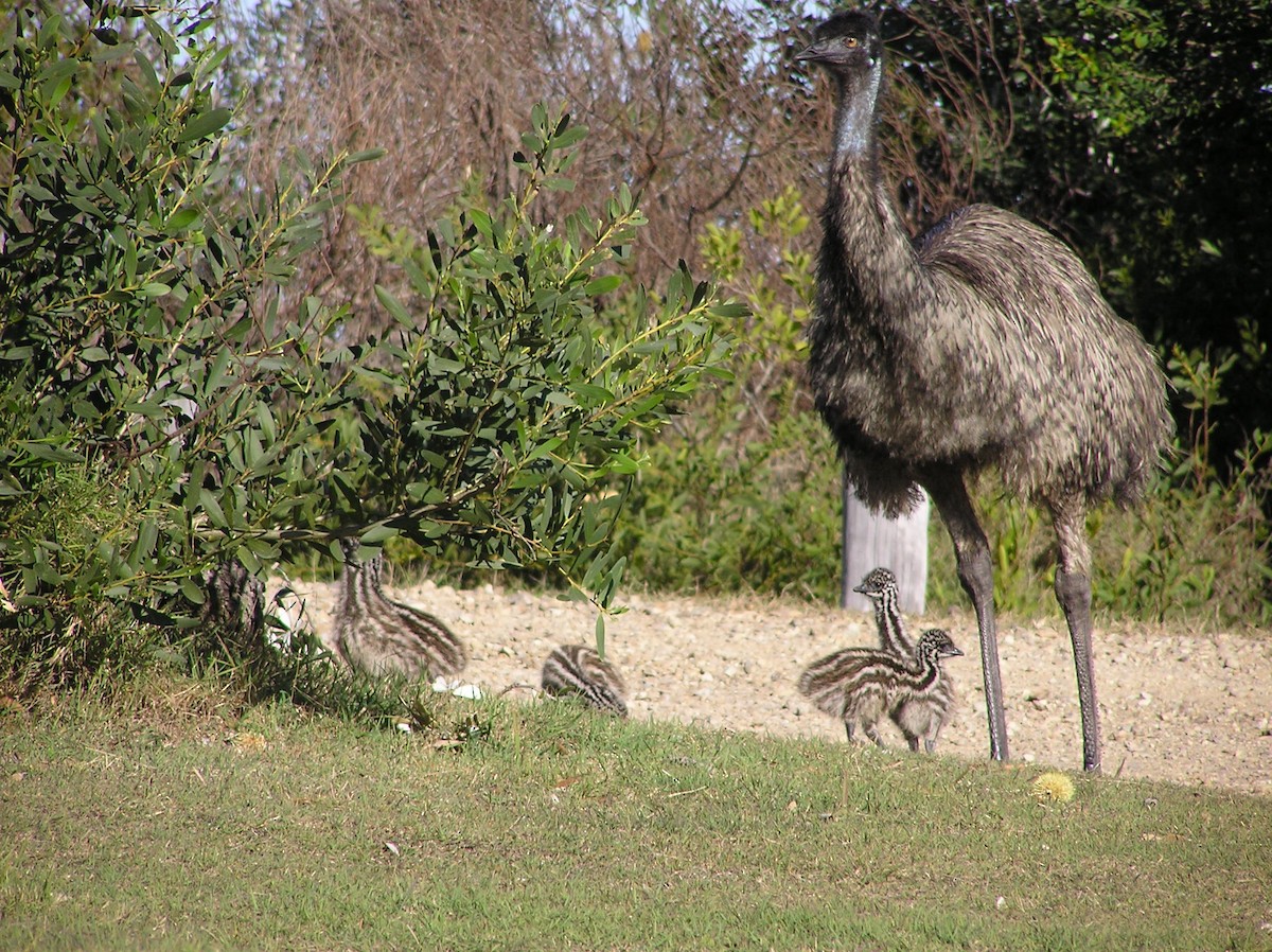 emu hnědý - ML317134791