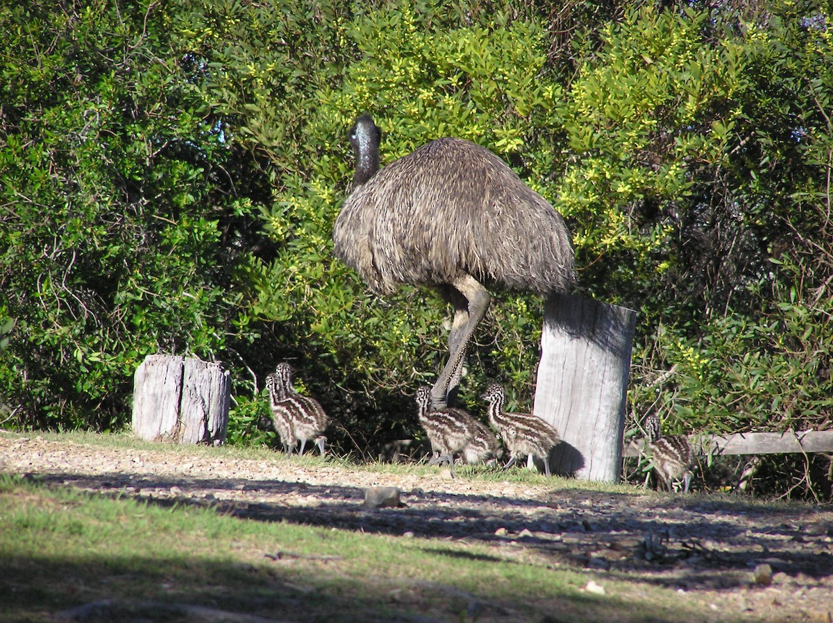 emu hnědý - ML317134801