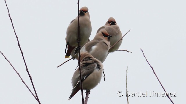 Bohemian Waxwing - ML317135481