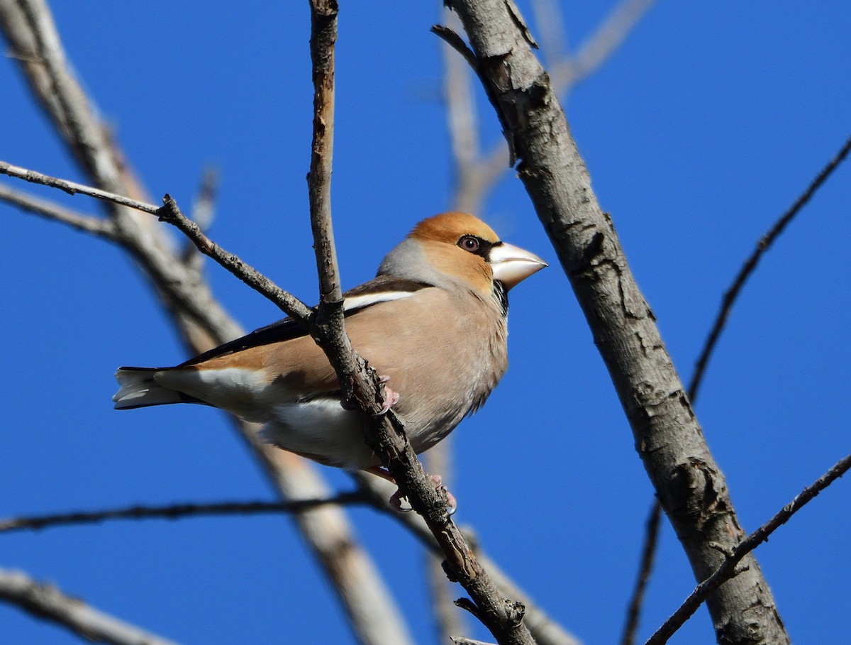 Frosone - ML317135581