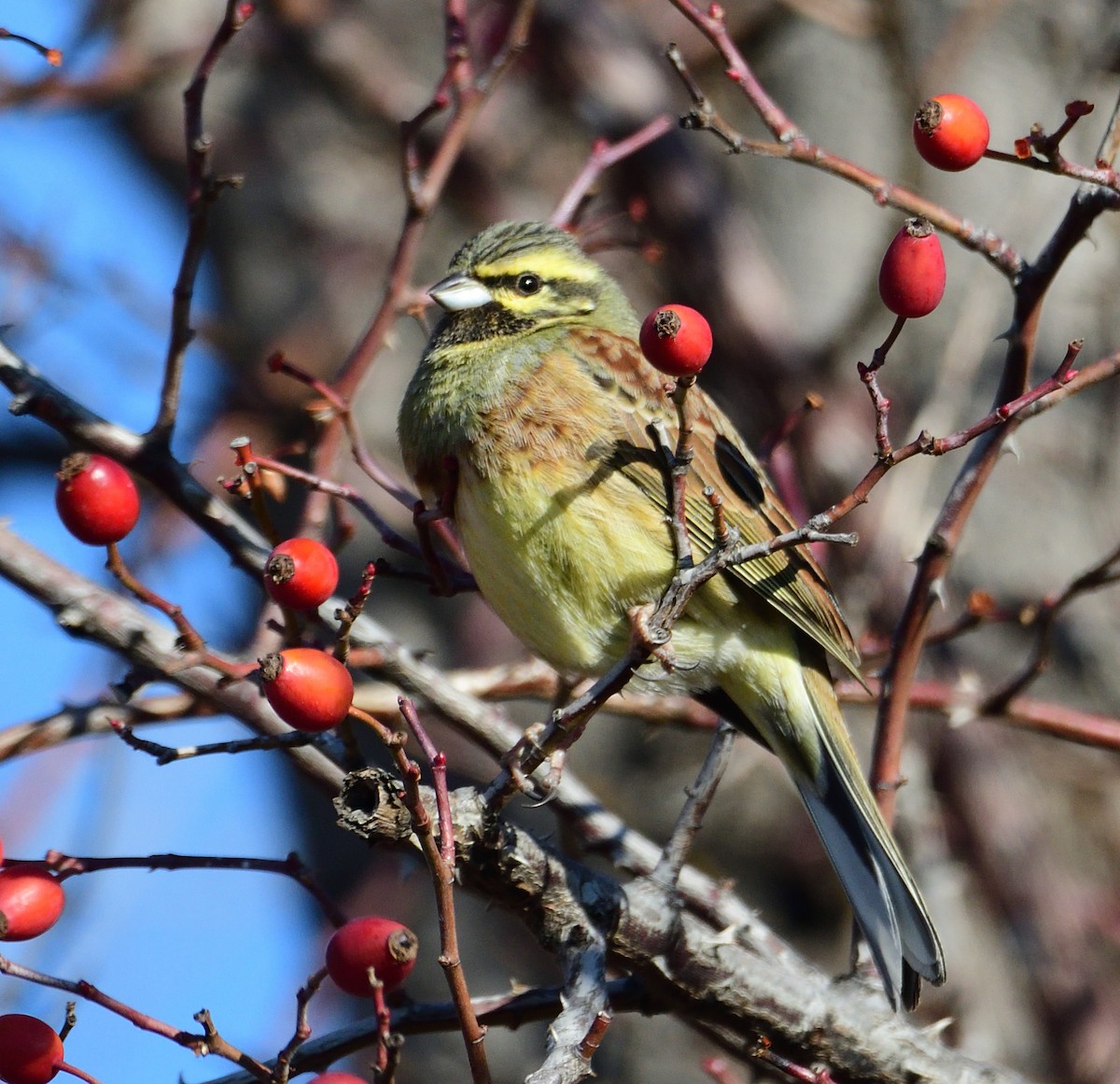 Cirl Bunting - Theodosis Mamais