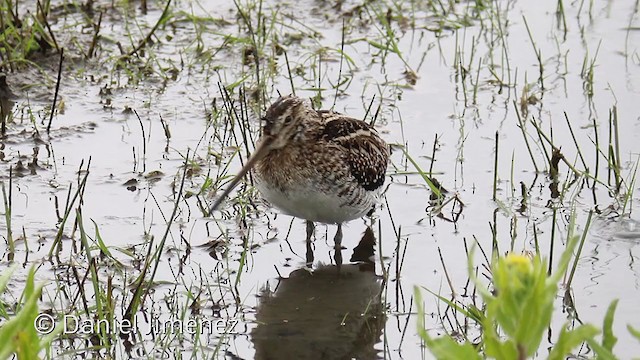 Common Snipe - ML317137781