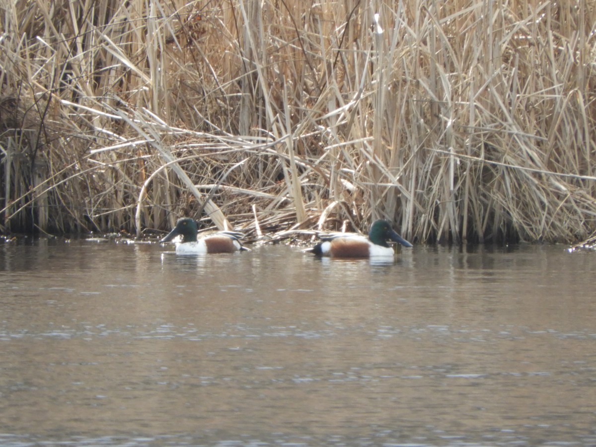 Northern Shoveler - Brian Vigorito